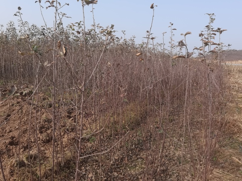 月香苹果品种苗瑞雪国光秦冠苹果鲁丽火箭爱妃众一众三馨元萃