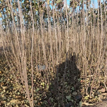 月香苹果品种苗瑞雪国光秦冠苹果鲁丽火箭爱妃众一众三馨元萃