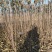 月香苹果品种苗瑞雪国光秦冠苹果鲁丽火箭爱妃众一众三馨元萃