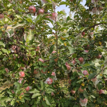 自家苹果，羊粪生长，无着色剂