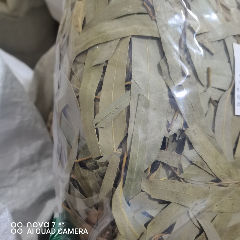 桉树叶中药材桉树叶大桉树叶桉叶规格齐全