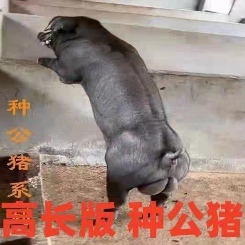 新美系国寿纯种黑杜种公猪母猪新一代黑金刚种公猪小猪活体