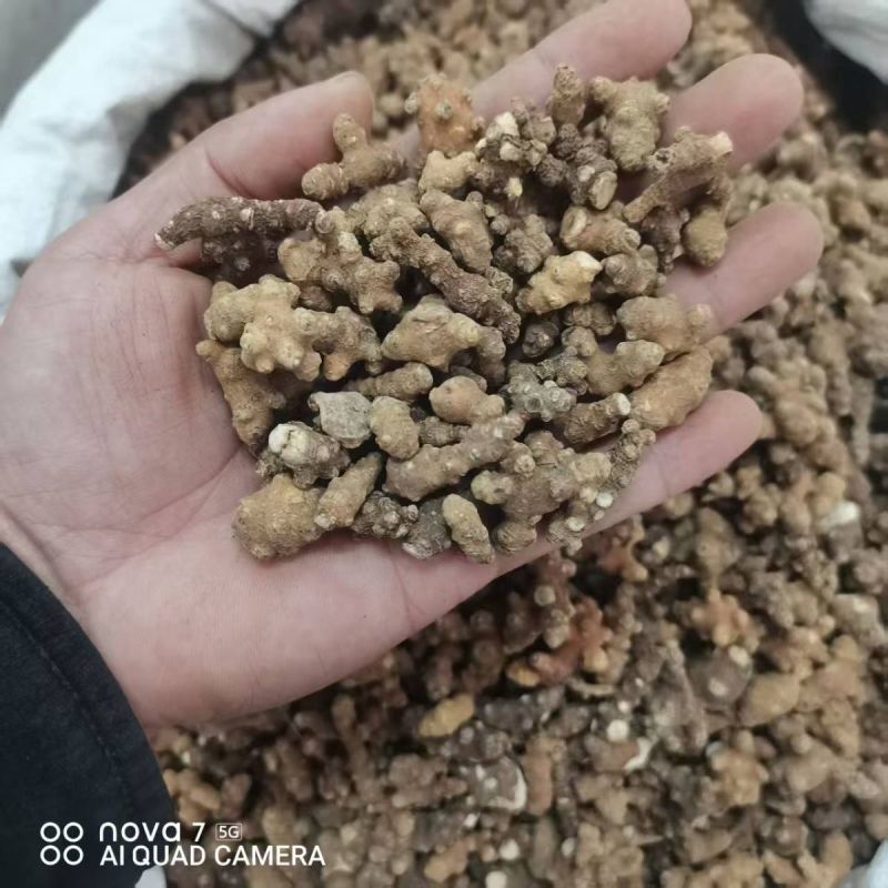 中药材藤三七野生藤三七新货干货量大从优