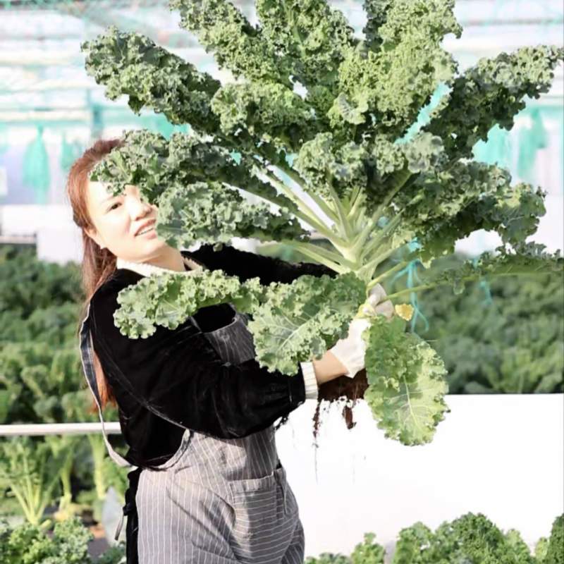 羽衣甘蓝鲜叶基地直供