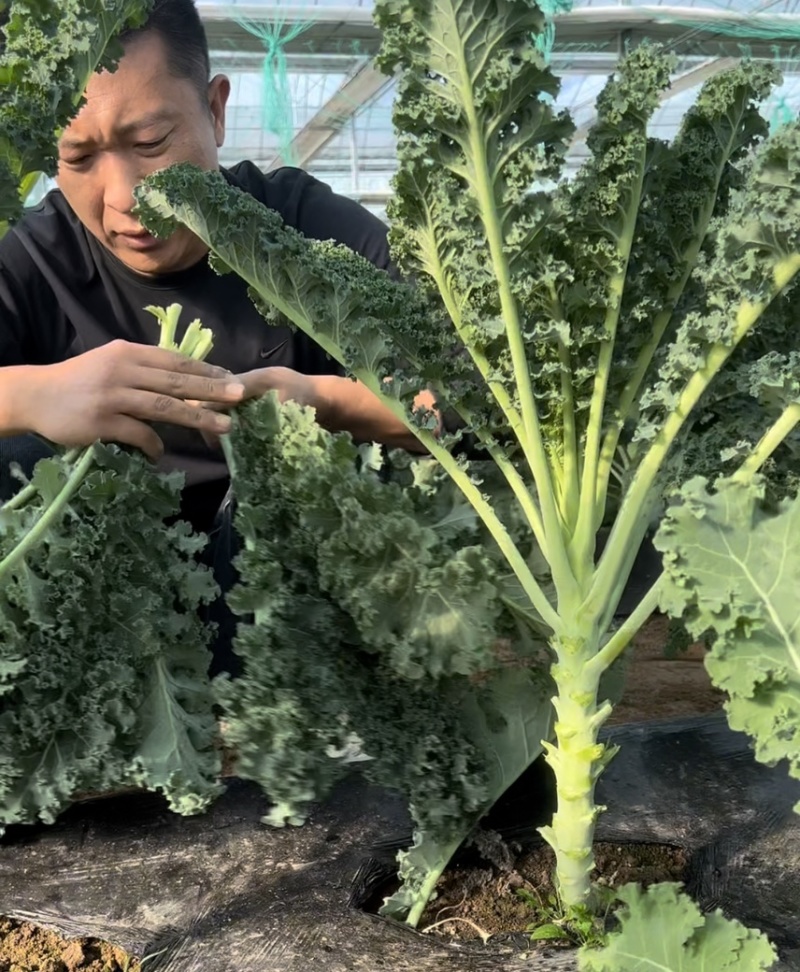 羽衣甘蓝鲜叶基地直供