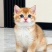 成猫幼猫添加生骨肉益生菌三文鱼油厂家直销诚招全国代理商