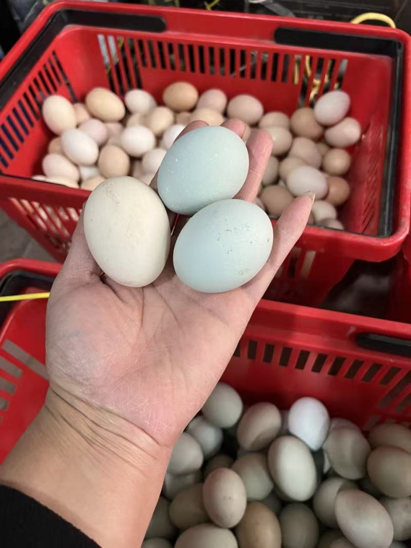 森林散养柴鸡蛋