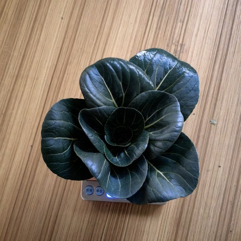 苏州青