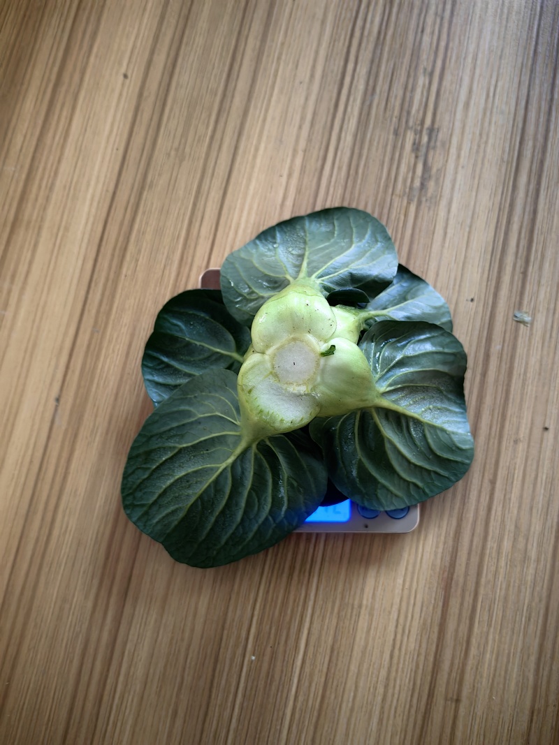 苏州青