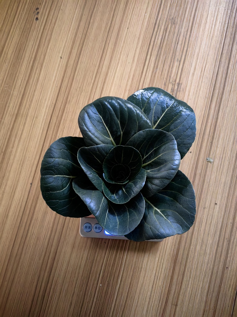 苏州青