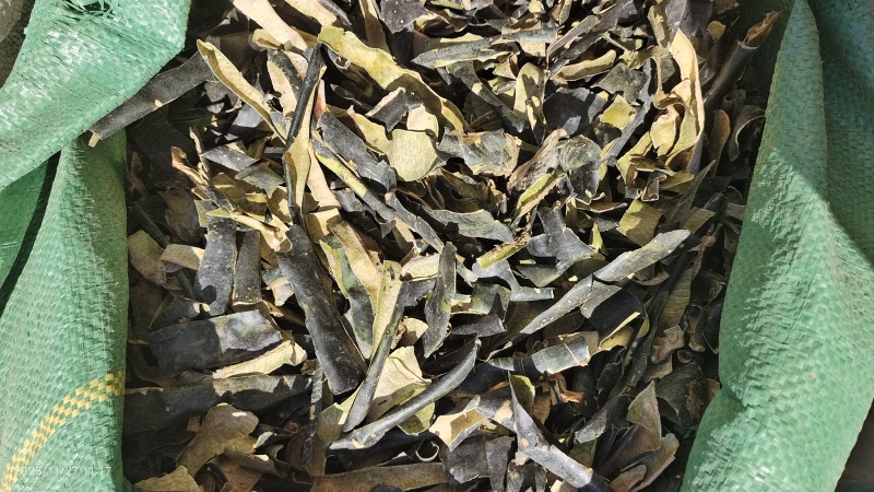 冬瓜皮选货颜色好干货量大优惠