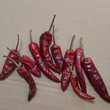 福建辣椒朝天椒卤菜卤鸭耐煮