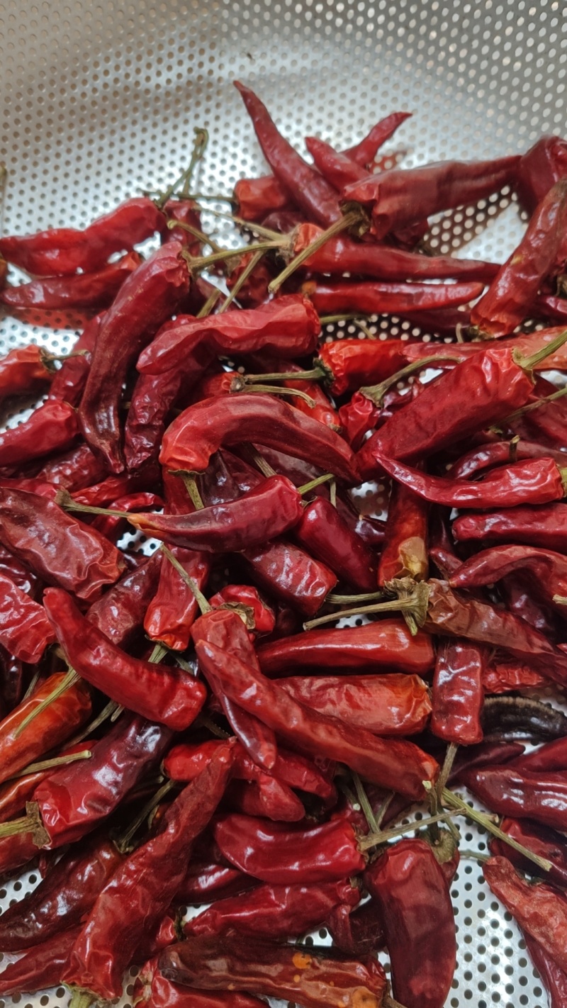 福建辣椒朝天椒卤菜卤鸭耐煮