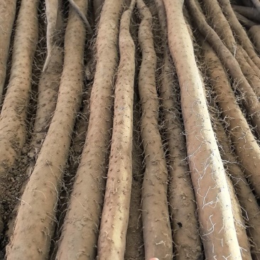 新鲜现货联系