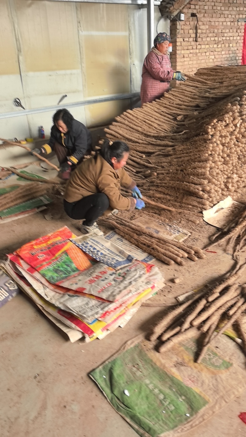 新鲜现货联系