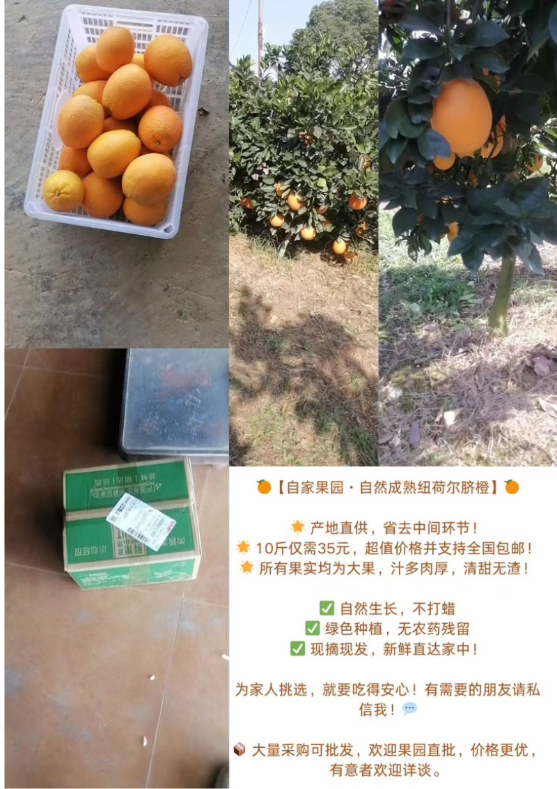 纽荷尔脐橙果园直发量大几十吨未开采