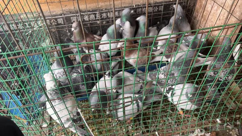 信鸽天落大本营基地