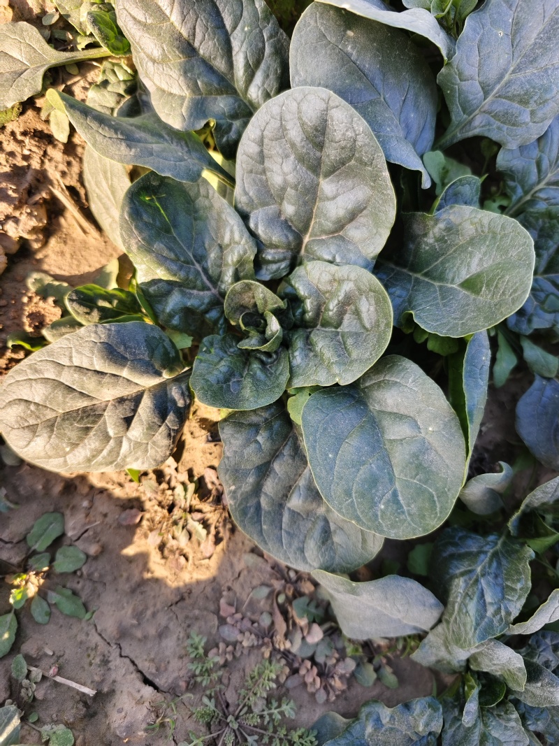 中颗精品菠菜
