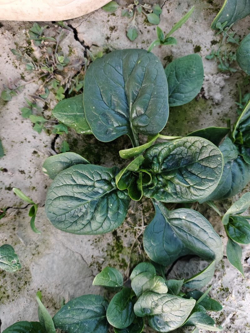 中颗精品菠菜