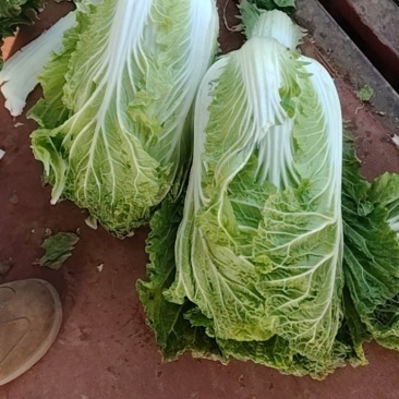 白菜