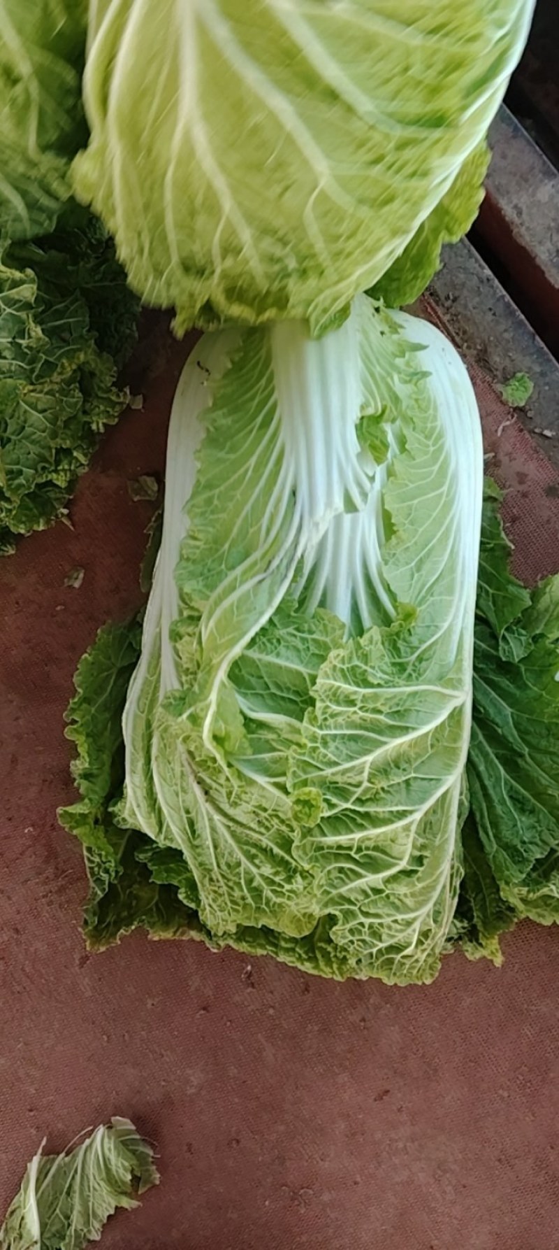 白菜