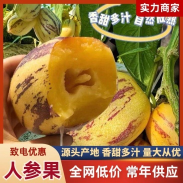 甘肃民勤人参果沙漠人参果货源充足量大从优质量保证欢迎咨询