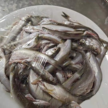 小白条