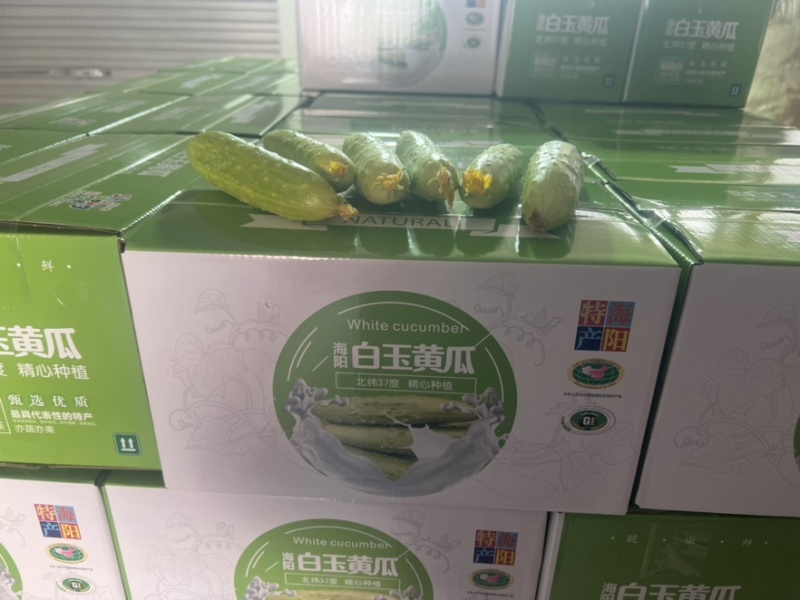 白玉黄瓜一件代发。社团上车