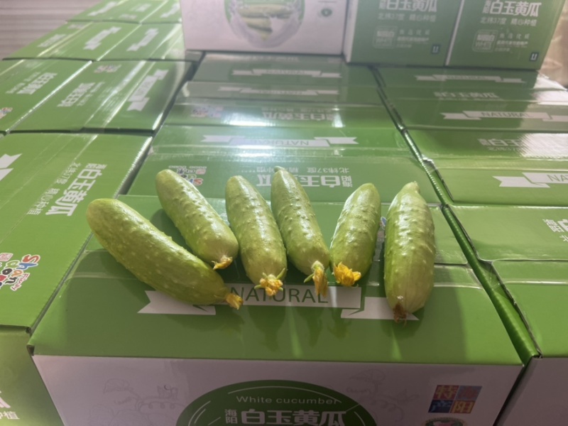 白玉黄瓜一件代发。社团上车