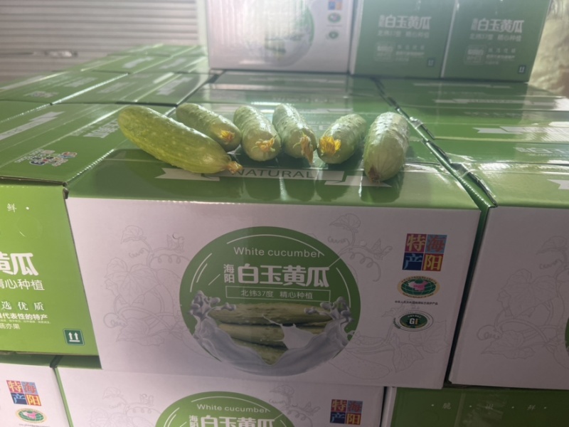 白玉黄瓜一件代发。社团上车