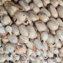 莲藕鄂莲六号莲藕，产地直发量大从优欢迎来电