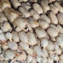 鄂莲六号江苏莲藕量大从优，诚信合作，量大从优欢迎来电