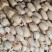 鄂莲六号江苏莲藕量大从优，诚信合作，量大从优欢迎来电