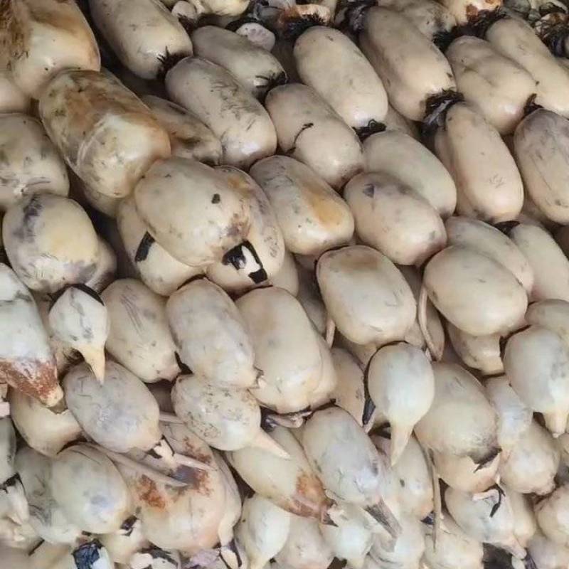 鄂莲六号江苏莲藕量大从优，诚信合作，量大从优欢迎来电