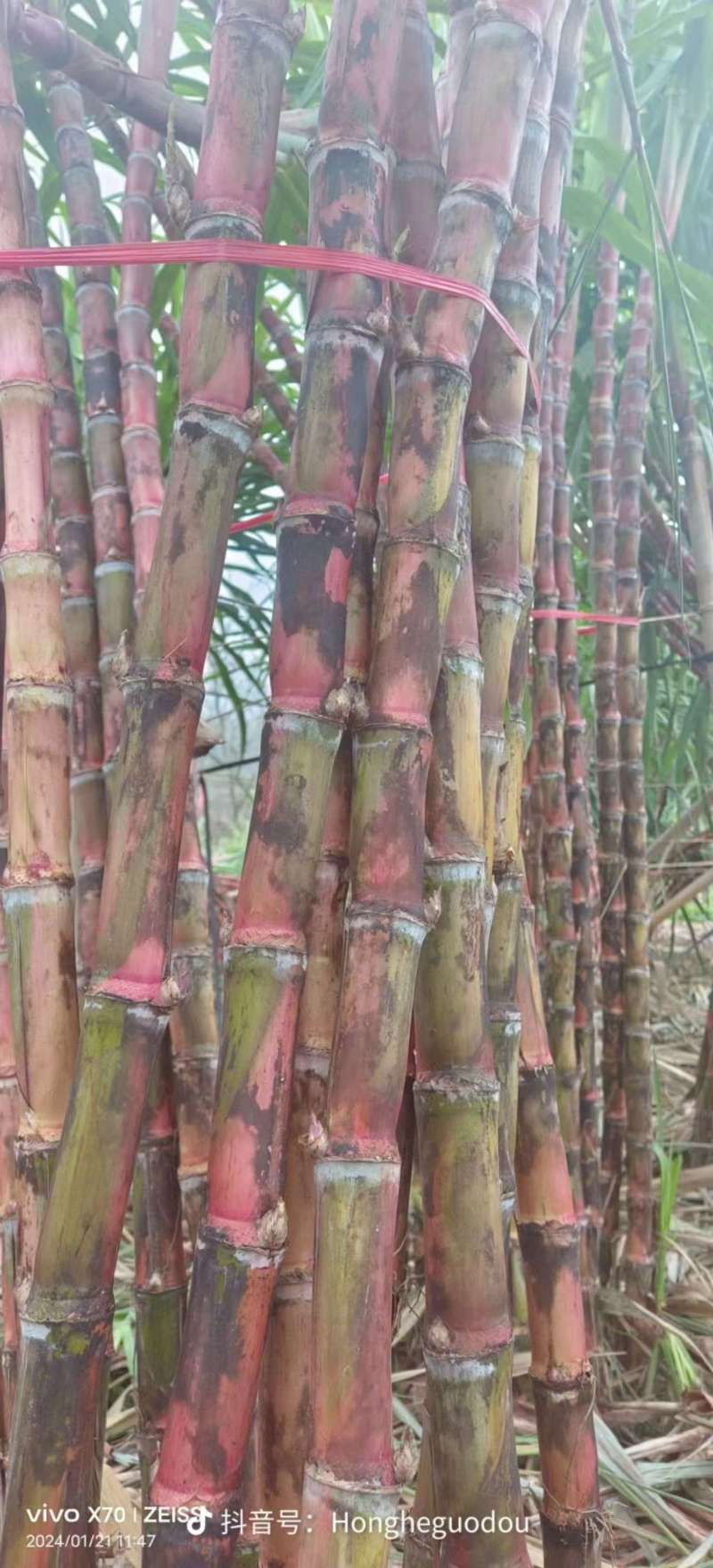 云南精品红皮甘蔗甘蔗大量上市品质保证量大从优一手货