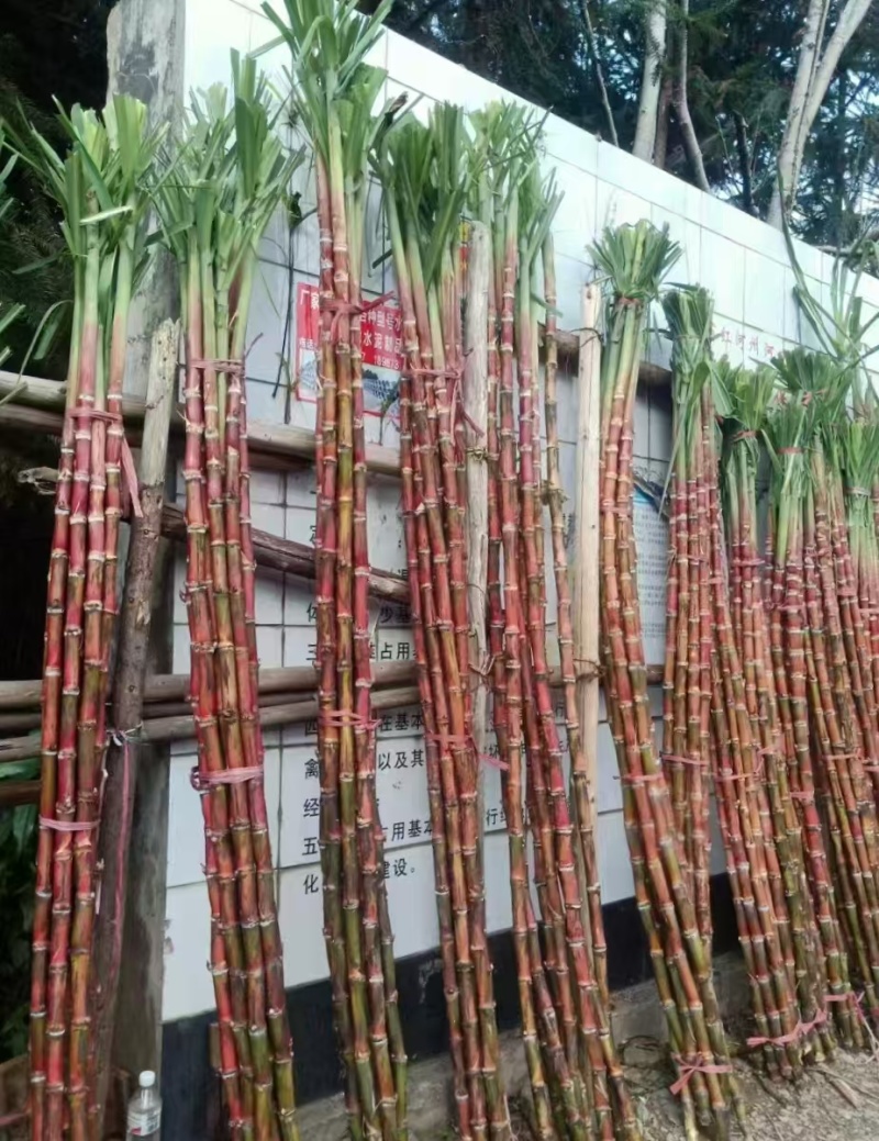 精品红皮甘蔗大量上市品质保证量大从优一手货源