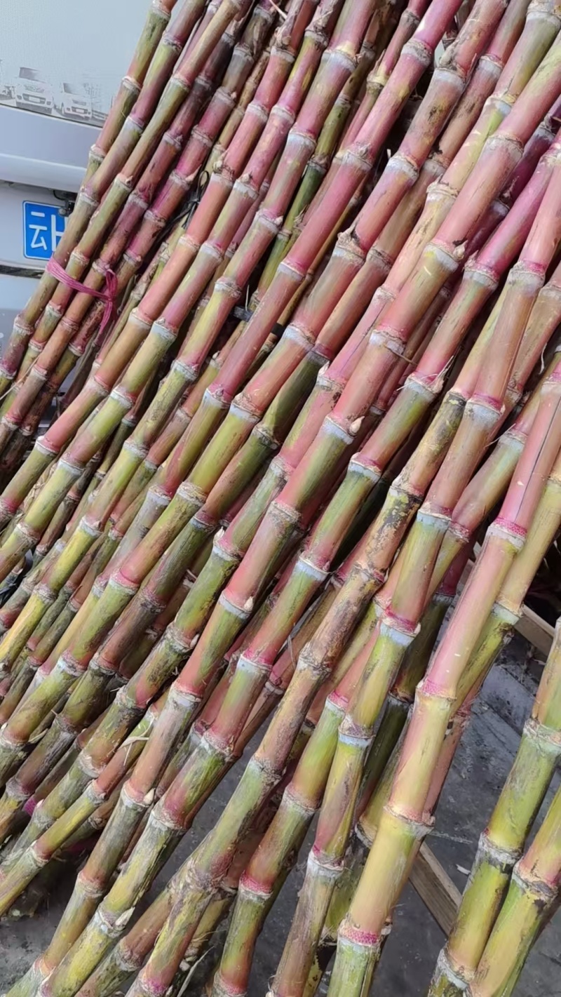 精品红皮甘蔗大量上市品质保证量大从优一手货源