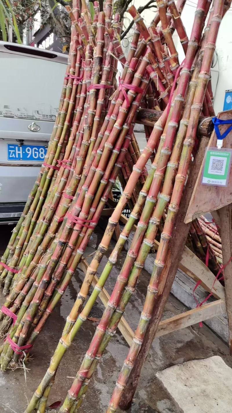精品红皮甘蔗大量上市品质保证量大从优一手货源