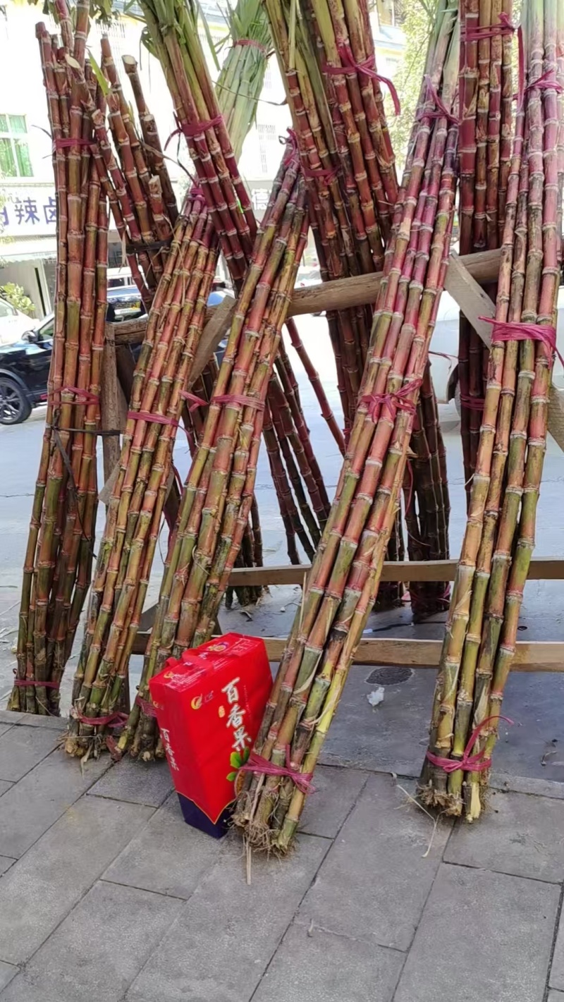 精品红皮甘蔗大量上市品质保证量大从优一手货源
