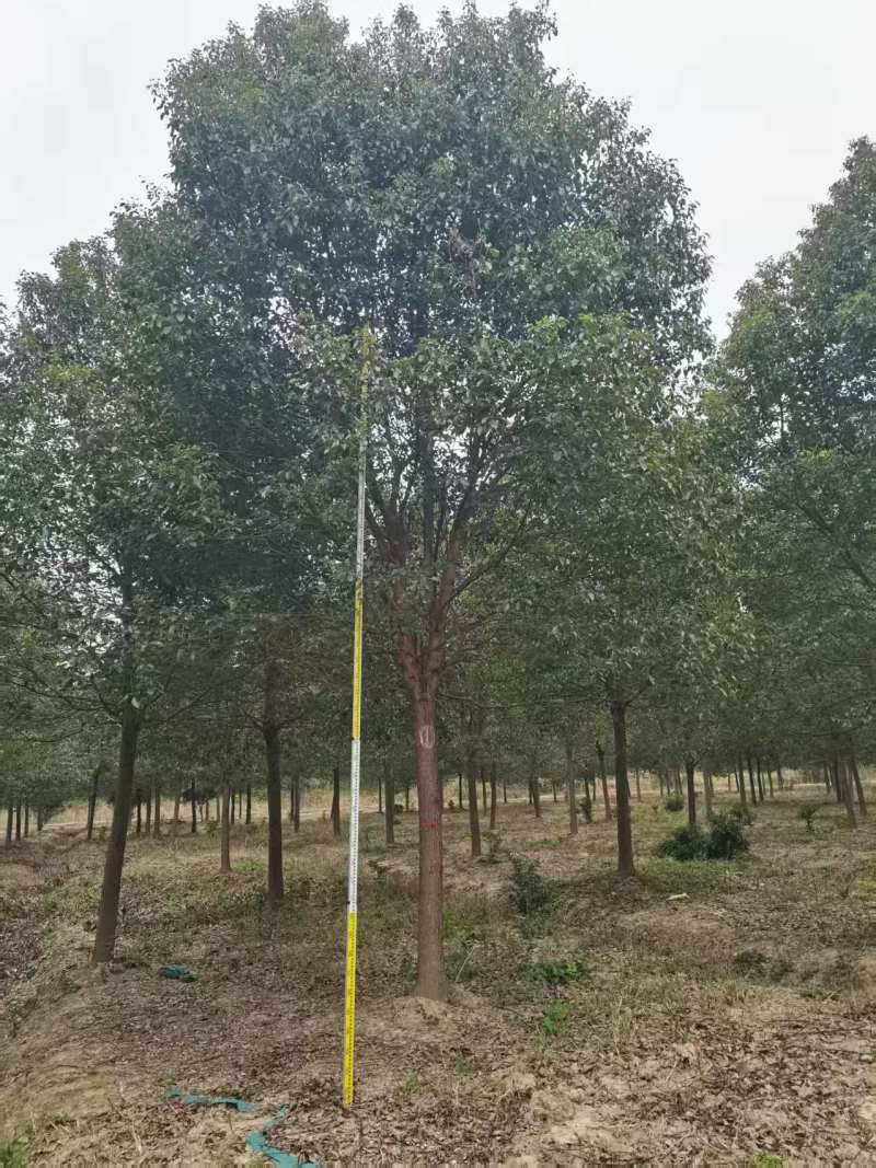 器朴树【香樟】10-35移栽或全冠，直杆，欢迎各位老板订