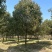 器朴树【香樟】10-35移栽或全冠，直杆，欢迎各位老板订