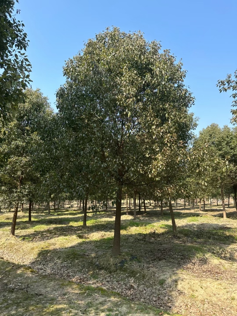 器朴树【香樟】10-35移栽或全冠，直杆，欢迎各位老板订