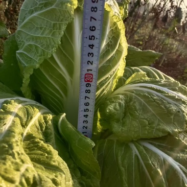 高邦大白菜，大青皮萝卜