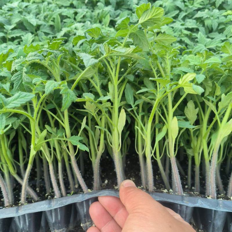 毛粉西红柿番茄苗带土