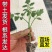 毛粉西红柿番茄苗带土