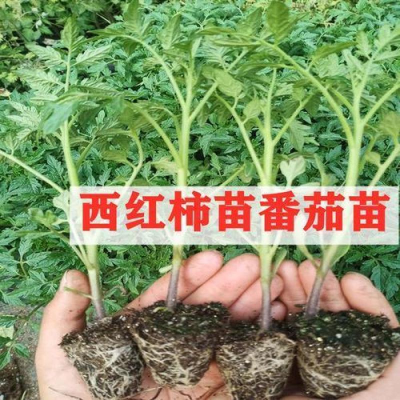 毛粉西红柿番茄苗带土