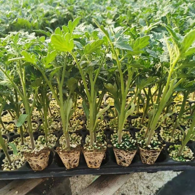 毛粉西红柿番茄苗带土