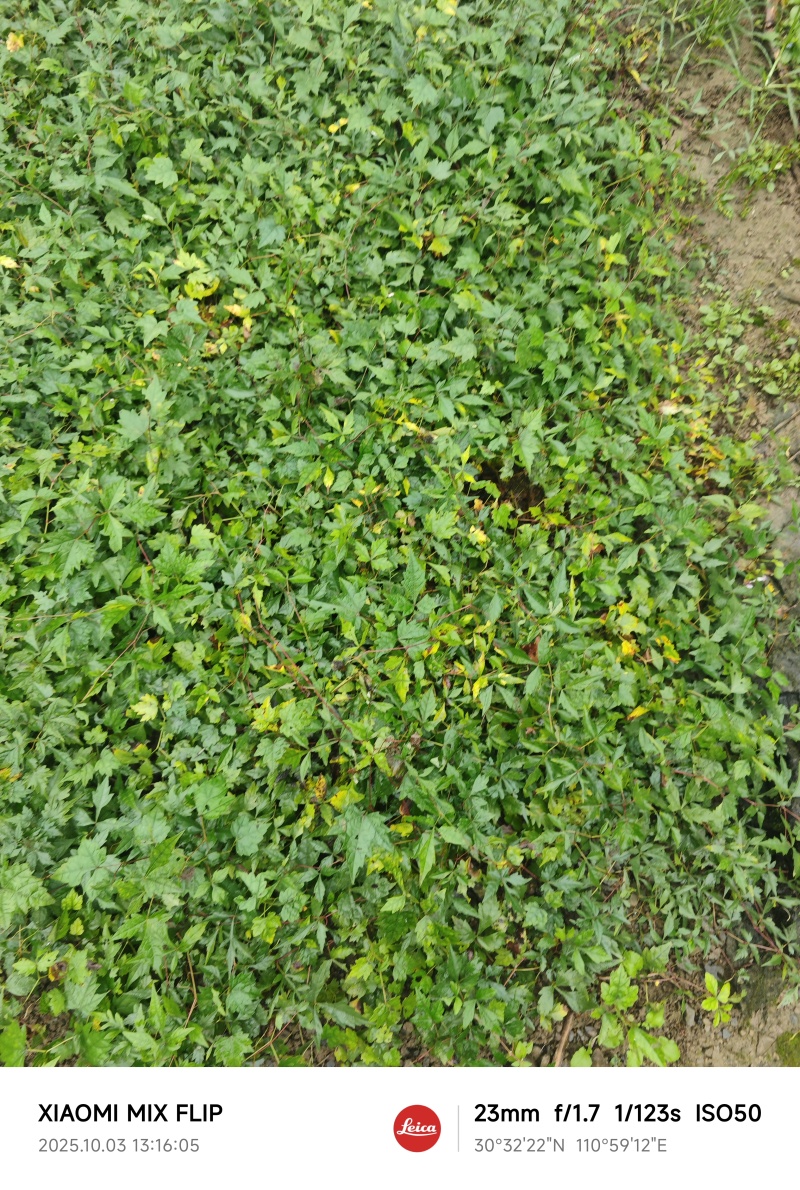 湖北白心白蔹苗