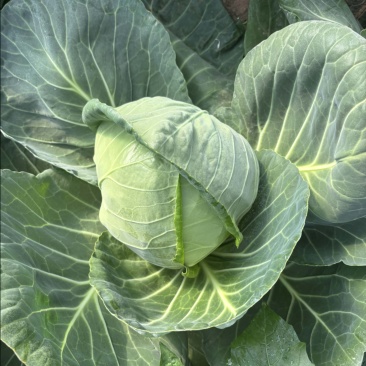 大棚种植精品宣甘蓝绿甘蓝个头均匀产地直发质量有售后