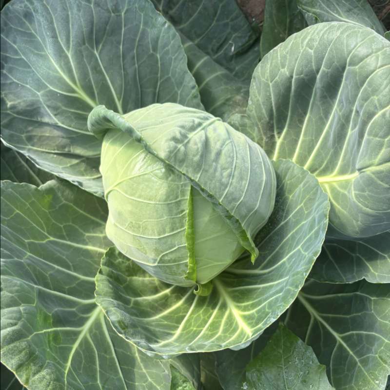 大棚种植精品宣甘蓝绿甘蓝个头均匀产地直发质量有售后
